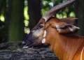 Kenya Receives Rare Mountain Bongos from US Conservation Centre