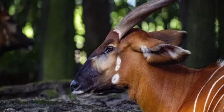 Kenya Receives Rare Mountain Bongos from US Conservation Centre