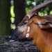 Kenya Receives Rare Mountain Bongos from US Conservation Centre