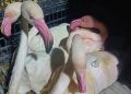 Tunisia Rescues Endangered Flamingos from Smugglers Near Algerian Border