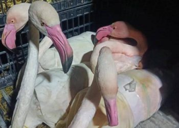 Tunisia Rescues Endangered Flamingos from Smugglers Near Algerian Border