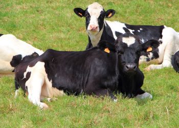 Deadly Cattle Raid in South Sudan Leaves 35 Dead, 46 Injured