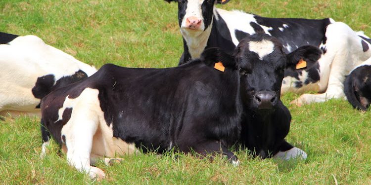 Deadly Cattle Raid in South Sudan Leaves 35 Dead, 46 Injured