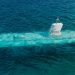 Six Dead as Tourist Submarine Sinks Off Egypt’s Red Sea Coast