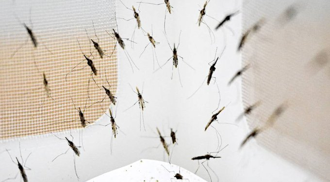 Malaria Deaths Surge Amid Ethiopia’s Ongoing Conflict