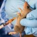 Lassa Fever Outbreak in Nigeria Claims 118 Lives in Three Months