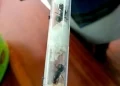 Kenya Cracks Down on Ant Smuggling with Landmark Case