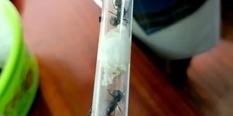 Kenya Cracks Down on Ant Smuggling with Landmark Case
