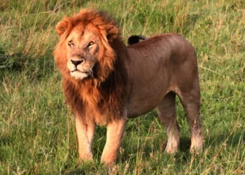 14-Year-Old Girl Killed by Lion in Kenya