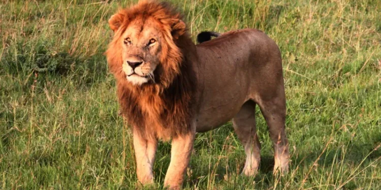 14-Year-Old Girl Killed by Lion in Kenya