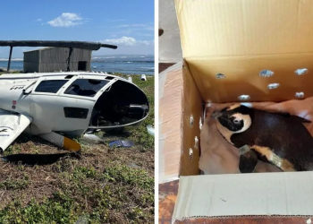Helicopter Crash in South Africa Caused by Unsecured Penguin