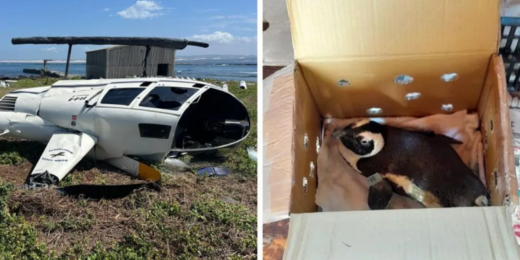 Helicopter Crash in South Africa Caused by Unsecured Penguin