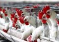 Liberia Reports Outbreak of H5N1 Bird Flu on Poultry Farm