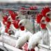 Liberia Reports Outbreak of H5N1 Bird Flu on Poultry Farm