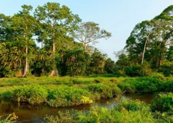 African Parks Admits Human Rights Abuses in Congo-Brazzaville Conservation Area Linked to Prince Harry