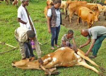 Anthrax Outbreak in DR Congo Claims One Life