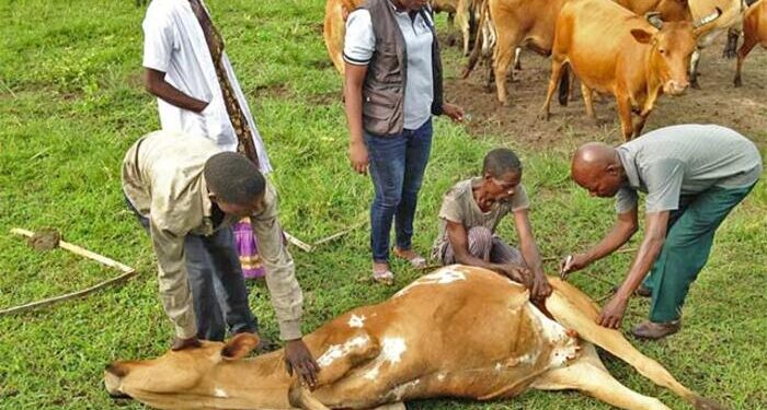 Anthrax Outbreak in DR Congo Claims One Life