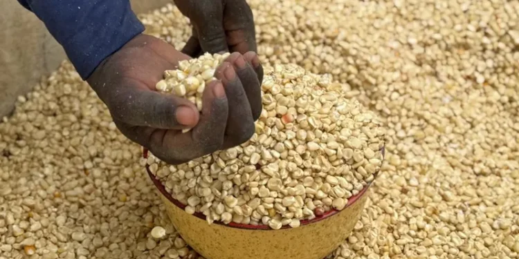 Aid Cuts Spark Concerns of Boko Haram Resurgence in Nigeria