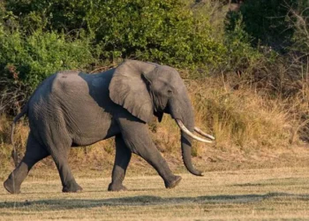 British and New Zealand Tourists Killed by Charging Elephant in Zambia