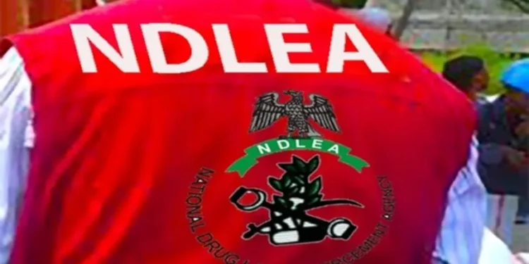 Nigeria: NDLEA Nabs Wanted Drug Kingpin, Recovers Cocaine, Loud from Microwaves, Lipsticks