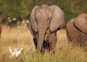Nigeria: Wandering Elephants Kill Farmer in Ogun State