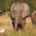Nigeria: Wandering Elephants Kill Farmer in Ogun State
