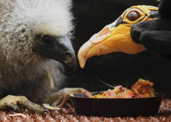 Nigeria Seizes 1,600 Birds at Lagos Airport Bound for Kuwait