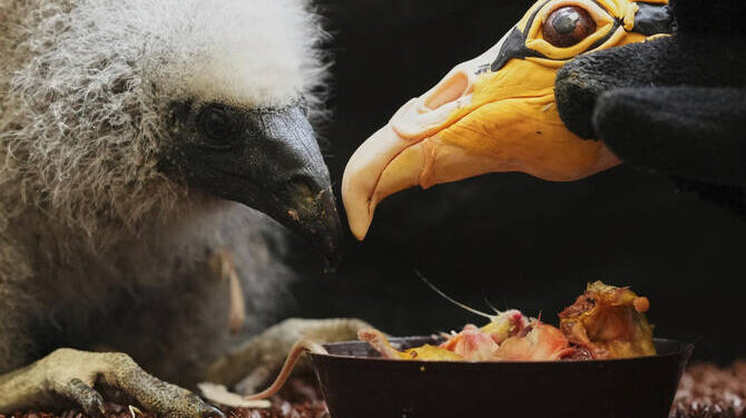 Nigeria Seizes 1,600 Birds at Lagos Airport Bound for Kuwait