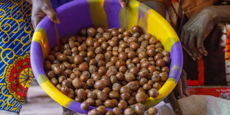 Nigeria Bans Export of Raw Shea Nuts to Boost Local Industry