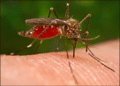 Nigeria, Seven Other Nations Pioneer First Malaria Drug For Newborns