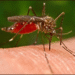 Nigeria, Seven Other Nations Pioneer First Malaria Drug For Newborns