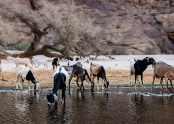 Chad Severs Ties with Prince Harry’s Wildlife Charity Over Poaching Concerns