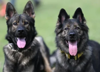 Malawi Police Investigate Theft of Four German Shepherds from Presidential Palace
