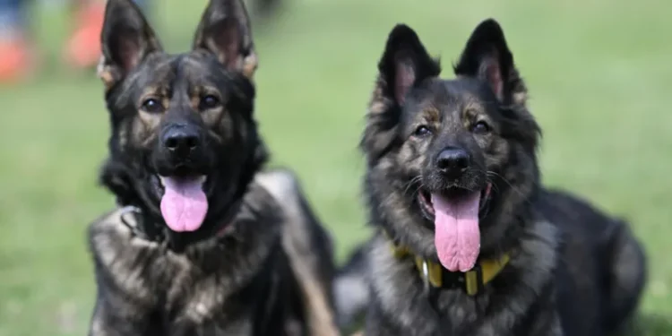 Malawi Police Investigate Theft of Four German Shepherds from Presidential Palace