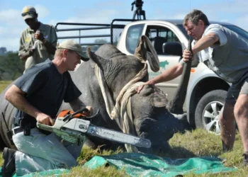 Namibia’s Bid to Lift Rhino Horn Trade Ban Rejected