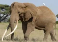 Iconic Super Tusker Elephant Craig Dies Peacefully at 54