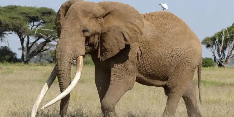 Iconic Super Tusker Elephant Craig Dies Peacefully at 54