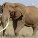 Iconic Super Tusker Elephant Craig Dies Peacefully at 54