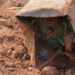 Nigerian Army Uncovers IEDs in Abia Forest During Security Operations
