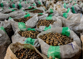 NIGERIA: President Tinubu Extends Raw Shea Nut Export Ban For One Year