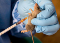 NIGERIA: Lassa Fever Death Toll Rises to 10 in Benue State