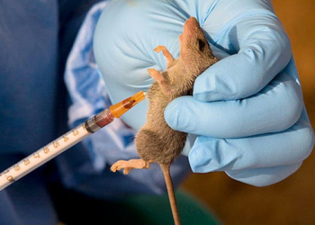 NIGERIA: Lassa Fever Death Toll Rises to 10 in Benue State