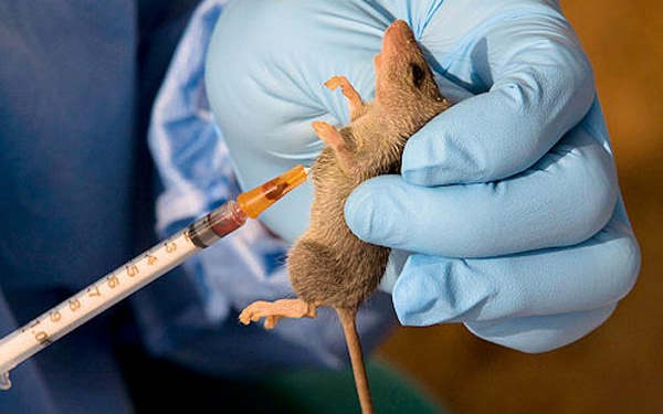 NIGERIA: Lassa Fever Death Toll Rises to 10 in Benue State