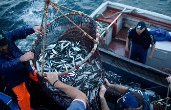 South Africa Seizes, Fines Four Chinese Fishing Vessels for Illegal Entry