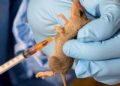 NIGERIA: Benue Declares State of Emergency as Lassa Fever Cases Rise