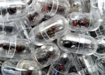 Chinese National Jailed for One Year in Kenya for Smuggling Thousands of Live Ants