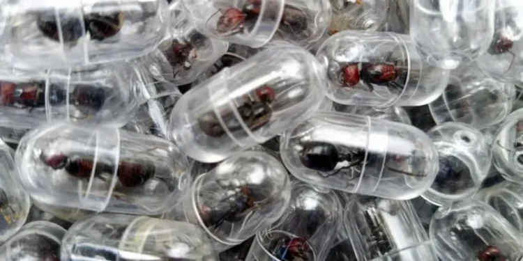 Chinese National Jailed for One Year in Kenya for Smuggling Thousands of Live Ants