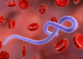 Ebola Claims Over 300 Lives in DR Congo One Month After Outbreak