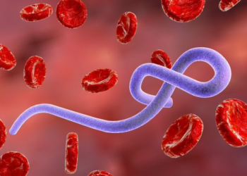 Ebola Claims Over 300 Lives in DR Congo One Month After Outbreak