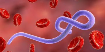 Ebola Claims Over 300 Lives in DR Congo One Month After Outbreak